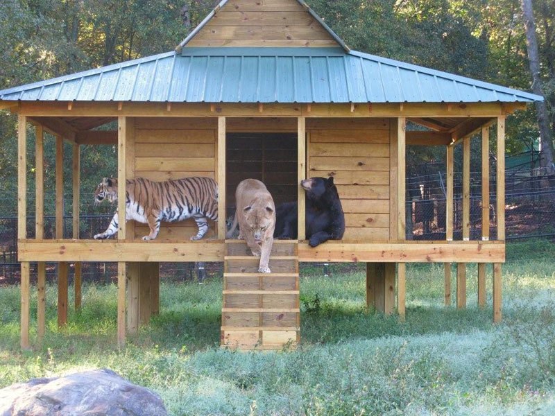 Noah’s Ark Animal Sanctuary – Hidden Georgia